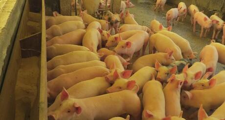 Preços do suíno vivo encerram abril com movimentos distintos