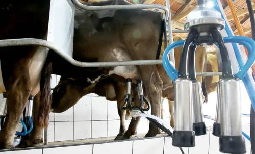 Estados do Sul fecham o cerco contra a importação de leite