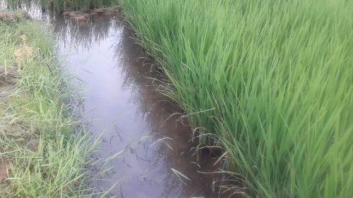 RS: Federarroz monitora situação das chuvas em lavouras arrozeiras