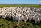 Posicionamento da ABIEC • Reconhecimento sanitário da China