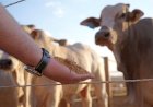 Estudo testa DDGS de sorgo na alimentação de bovinos