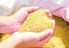 Conab seleciona empresas para venda de farelo de soja destinado à alimentação animal