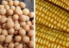 Custo de produção da soja e do milho dispara em MT e pressiona rentabilidade do produtor, diz Imea