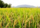 Preço do arroz cai e diferença entre padrões encolhe