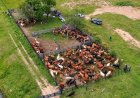Pecuarista de 91 anos sofre golpe e tem mais de 2.300 cabeças de gado furtadas