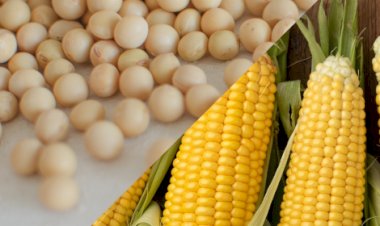 Cotações Agropecuárias