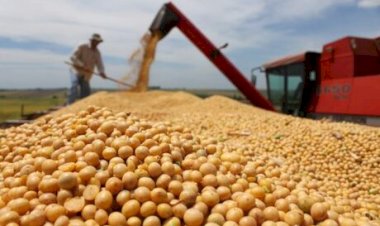 Soja: Momentos de alta pedem vendas graduais