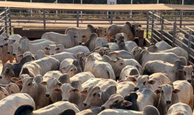 Circuito Nelore de Qualidade : etapa em Vilhena avaliou 1.300 animais
