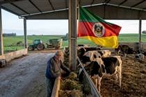 Como as pastagens e o clima estão transformando a produção de leite no RS nas últimas semanas