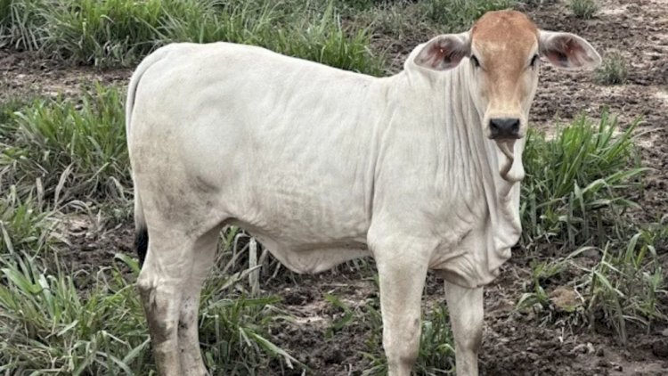 Preço do bezerro sobe pelo menos 20porcento em um ano: alta vai continuar?
