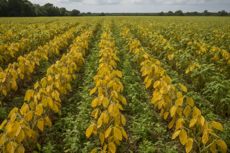 Estudo estima alta de até 49porcento na soja sem manejo fitossanitário