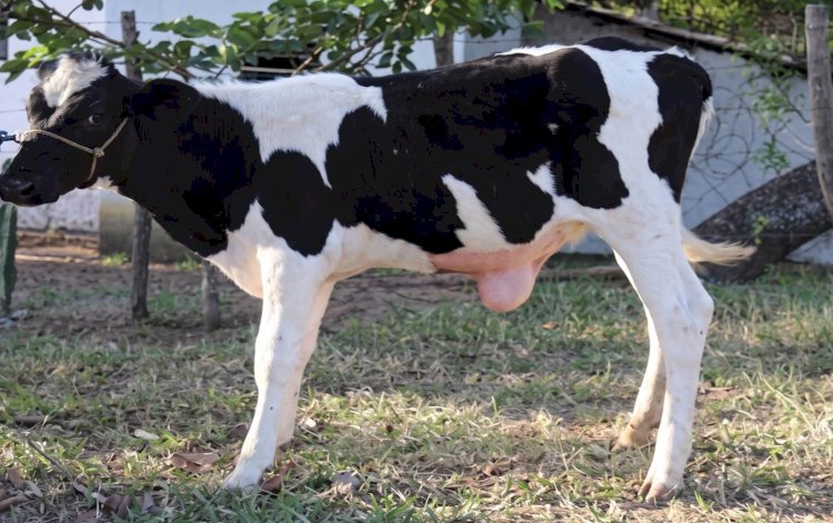 Hérnia umbilical em bezerros: como identificar, prevenir e quando intervir