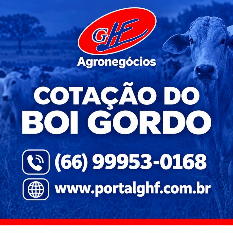 Boi gordo: arroba chega a R$ 400 em negócios pontuais em SP