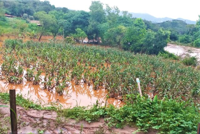 Chuvas provocam perdas de 119 mil hectares em Minas Gerais