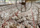 Os preços alcançados pelo frango vivo no Sul, Sudeste e Centro-Oeste em julho passado, conforme a CONAB