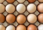 Exportações de ovos crescem mais de 300 porcento em julho e batem recorde de receita