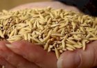 Produção de arroz deve atingir o maior volume em oito safras