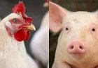 Frango, suíno e ovo devem produzir e exportar mais neste ano
