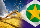 Exportações de soja devem chegar a 9,38 milhões de toneladas em agosto, aponta ANEC