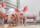Suíno: Embarques de carne suína aumentam 2,8%