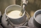 Leite mato-grossense tem primeira queda de 2025