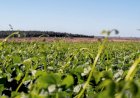 Falta de chuvas reduz área plantada de feijão em Minas Gerais