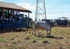 É do Mato Grosso do Sul o touro destaque nacional de qualidade de carcaça