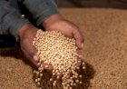 Produção goiana de soja já comercializou 85% do total