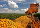 Citricultura cresce 17 porcento em Minas Gerais e se expande para novas regiões do Estado