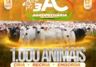 2º LEILÃO VIRTUAL 3AC AGROPECUÁRIA