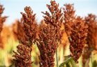 Santa Catarina incentiva produção de sorgo granífero