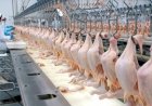 Instabilidade nos embarques influencia preço da carne de frango salgada exportada pelo Brasil