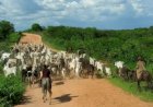 Faturamento bruto da bovinocultura em Goiás atinge R$ 20,4 bilhões e bate recorde histórico