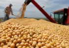 Soja avança de forma cautelosa
