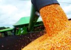 Mercado do milho segue com baixo dinamismo