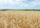 Mercado de trigo perde ritmo no Sul