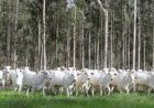 Brasil mede carbono no campo e mostra caminhos para agro de baixo carbono