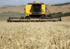 Mercado de trigo fecha em alta nas bolsas internacionais