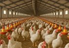 Setor avícola registra crescimento no terceiro trimestre