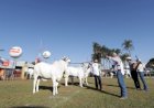ACNB define as exposições Ouro dos rankings nacionais 2025/26