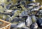 Paraná cria taxa sobre tilápia importada; Santa Catarina mantém veto sanitário