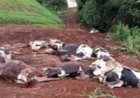 Morte de 48 vacas leiteiras causa prejuízo de R$ 600 mil e mobiliza cidade no Sul do país