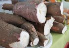 Produção de mandioca cresce em Goiás e impulsiona o setor