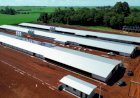 MBRF investe R$ 300 milhões em fundo do Governo do Paraná para fortalecer cadeia de aves e suínos