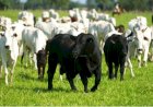 Depois de 3 anos de debate, surge o “Angus 50” no mercado australiano
