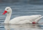 Rio Grande do Sul confirma foco de gripe aviária em aves silvestres na Reserva do Taim