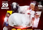 13º LEILÃO VIRTUAL NELORE ARAPONGA