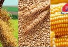 Cotações Agropecuárias