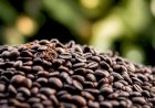 Preço do café arábica sobe, já o robusta cai