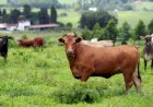 China confirma febre aftosa em milhares de bovinos